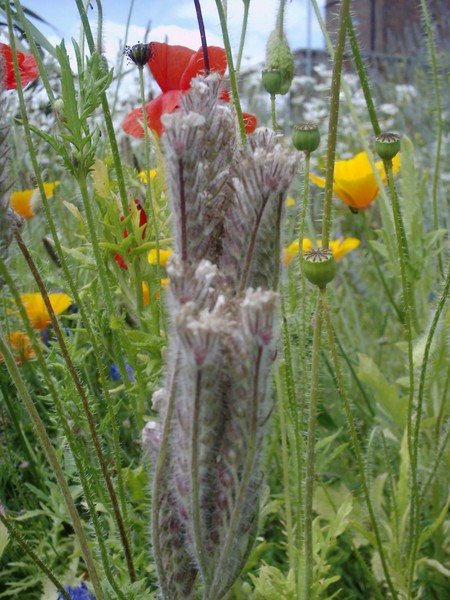 wild  grasses