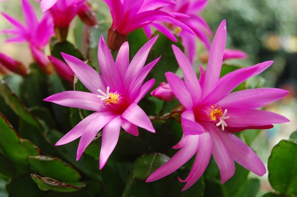 Stunning pink Easter cactus