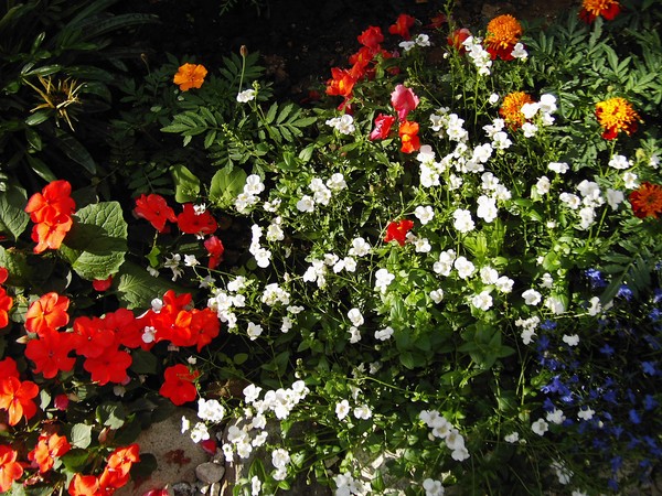 My Flowers
