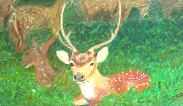 Sri Lanka deer