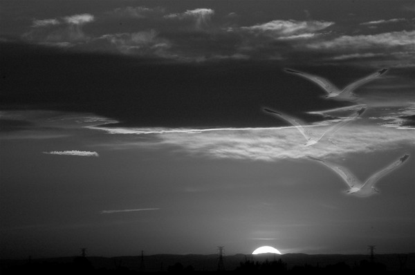 Free as the birds in the sky...
