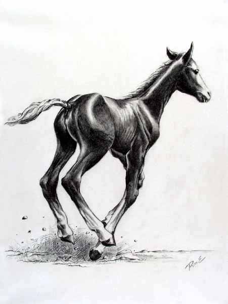 colt_resized