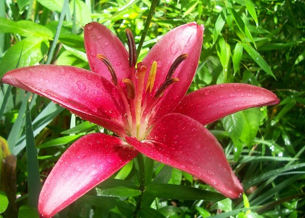 Solomon's Glory. Photo.