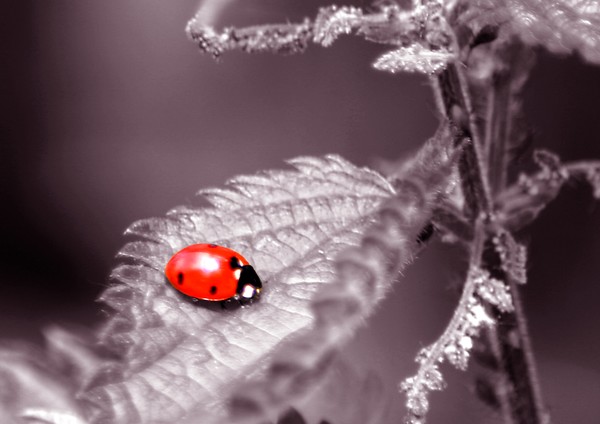Does my BUG look big in this?