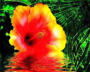 Thirsty Hibiscus