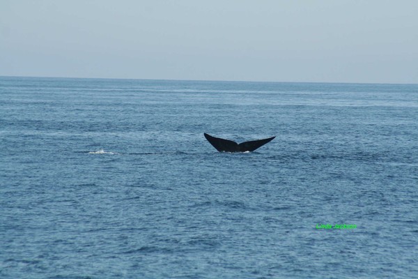 Whale Tail 