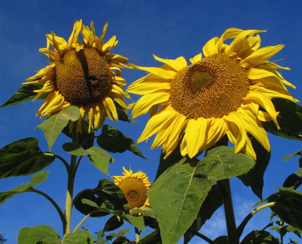 Sunflower 3