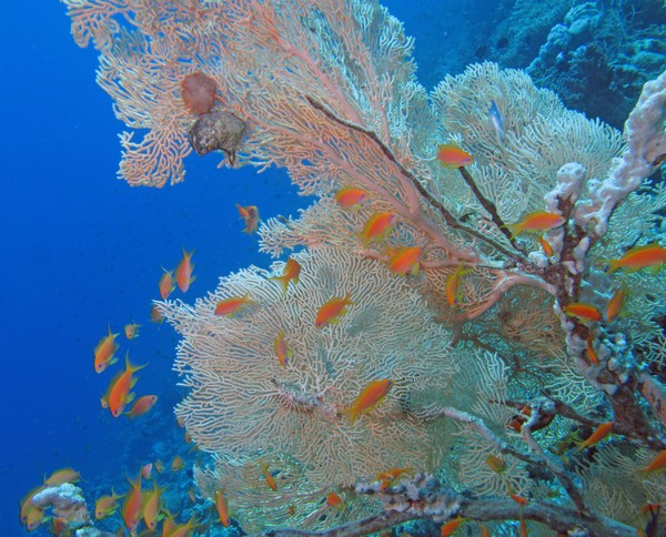 Fan Coral