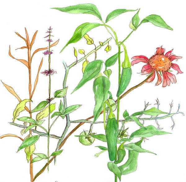 Jalapenos and Coneflowers