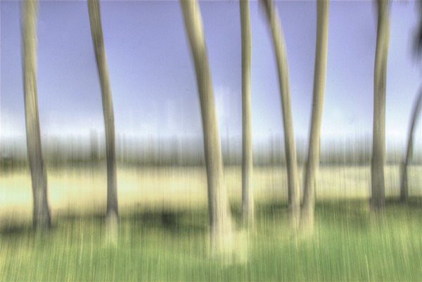 dancing palm trees 2