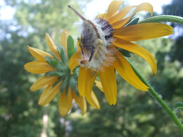 White Tussock Moth Caterpillar