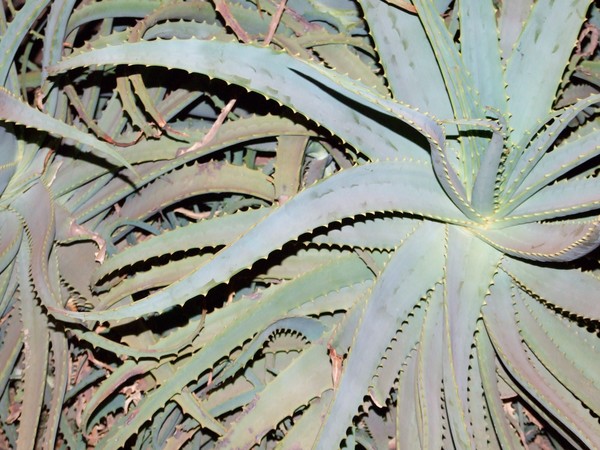 more cactus