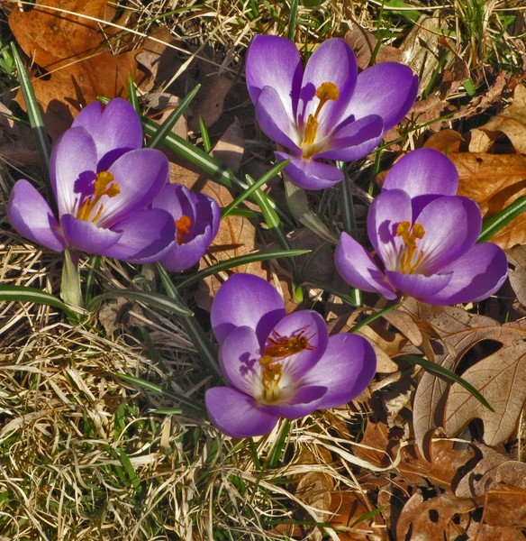 BLUE CROCUS