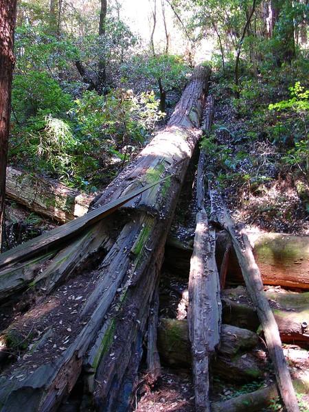 Fallen Tree