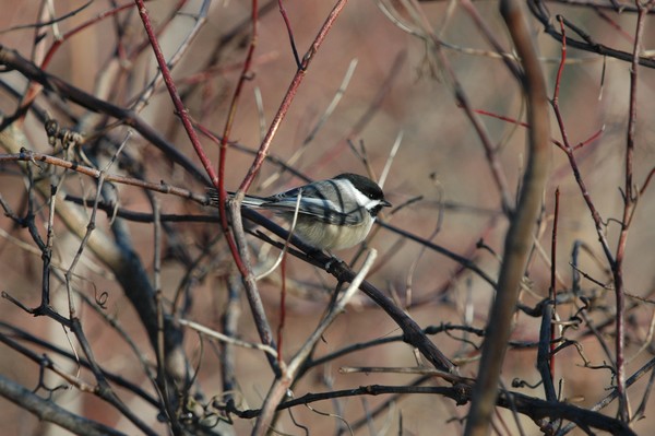 Black-capped Chickadee