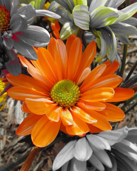 Orange Daisy