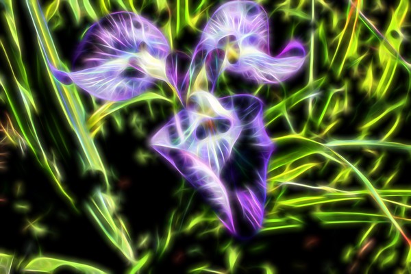 Purple Iris