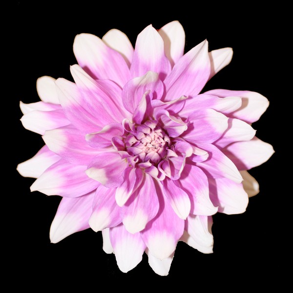 Dahlia #3