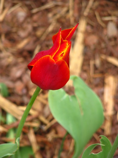 From natures heart