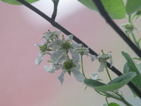 spring blooms..
