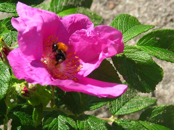 bees and the...:=)
