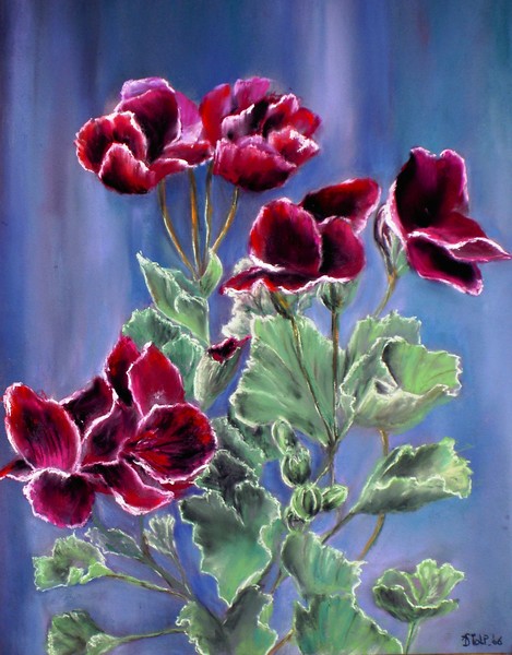 Frensch geranium