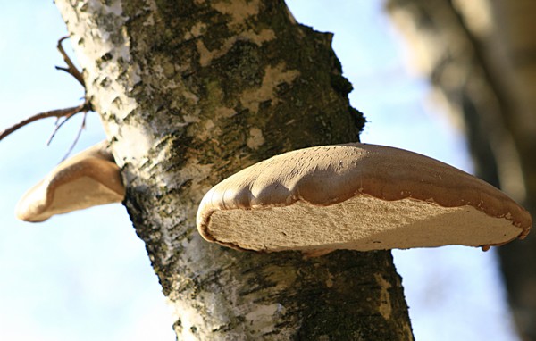 mushroom