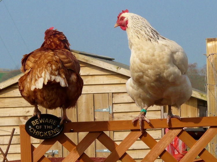 Beware of the Chickens