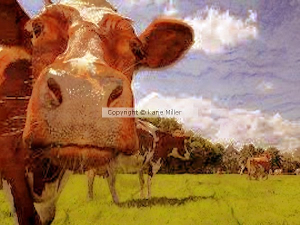 mooooo 2