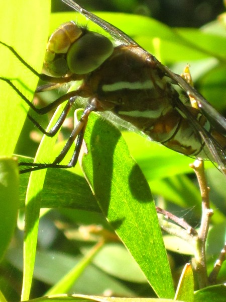 Dragon Fly.