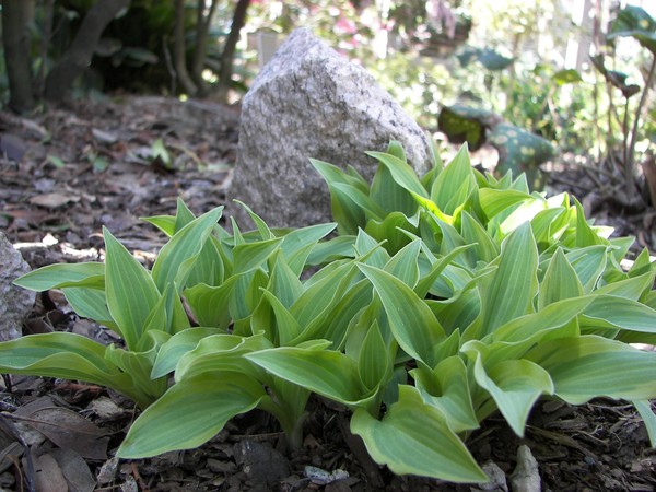 Hosta