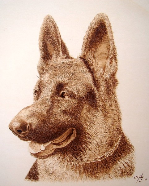 Alsatian