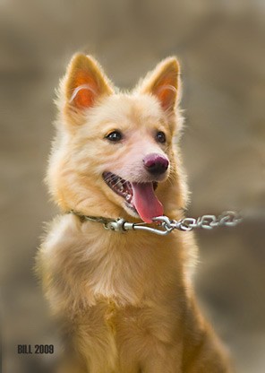 THE CHAINED