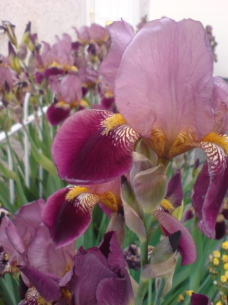 Iris II