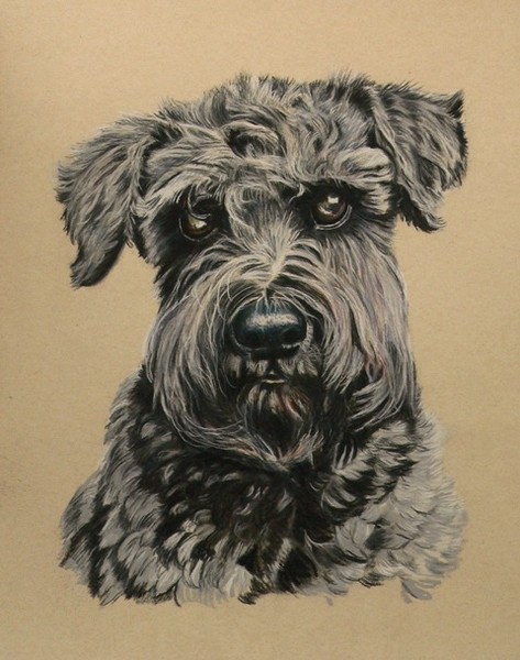 Molly - schnauzer