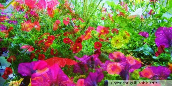 Bed of Blooms
