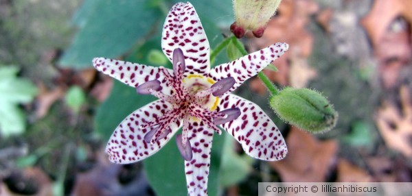 Toad Lily