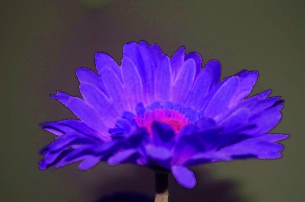 Blue Bloom