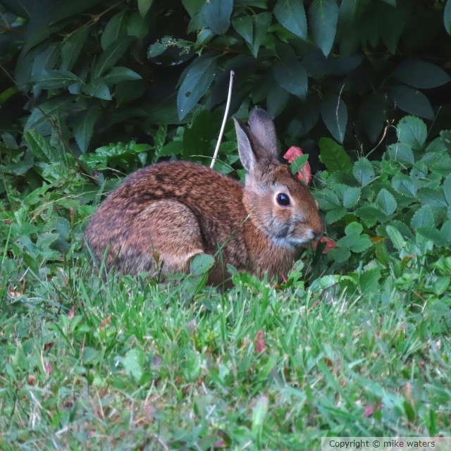 bunny