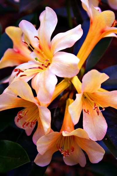 Florista
