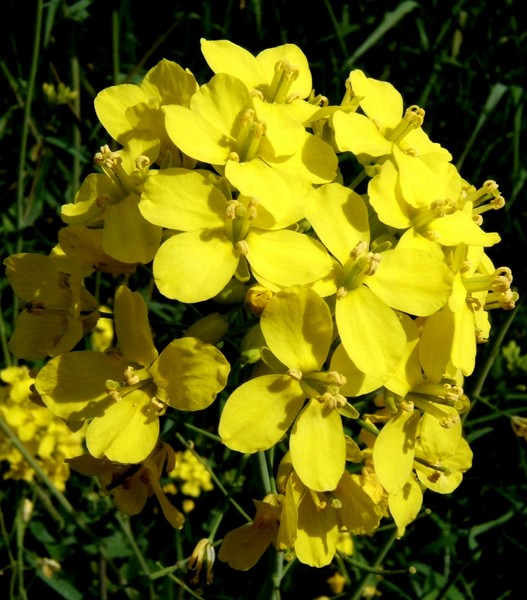 Yellow flax