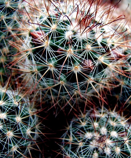 Cacti