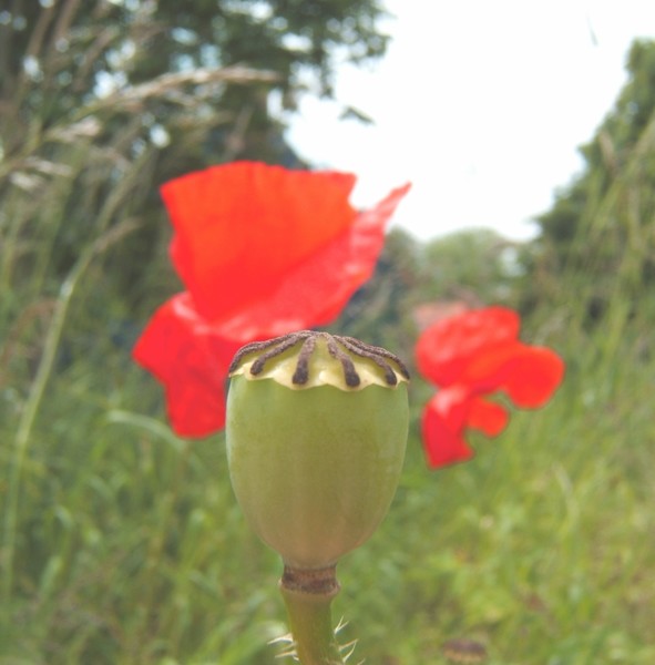 Poppy #2