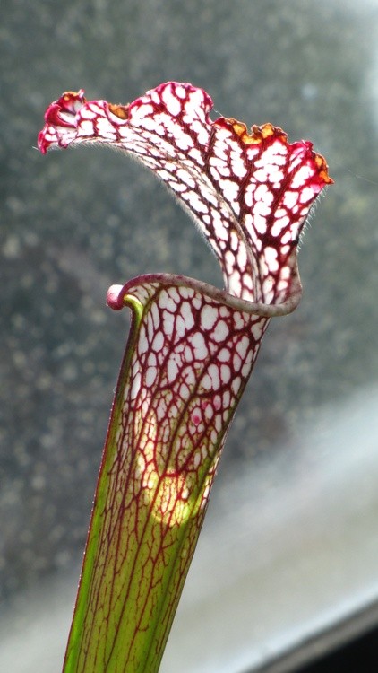 074