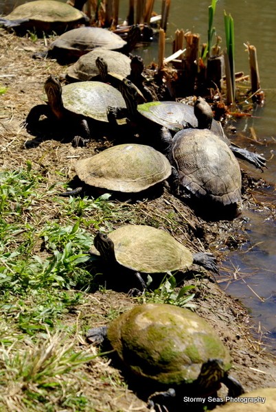 string o turtles