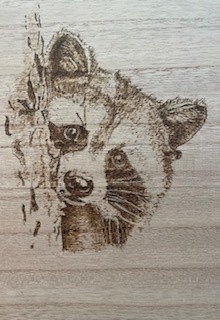 Raccoon