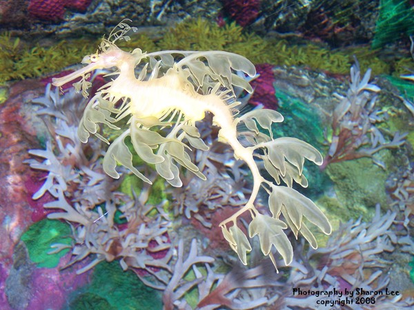 Leafy Sea Dragon