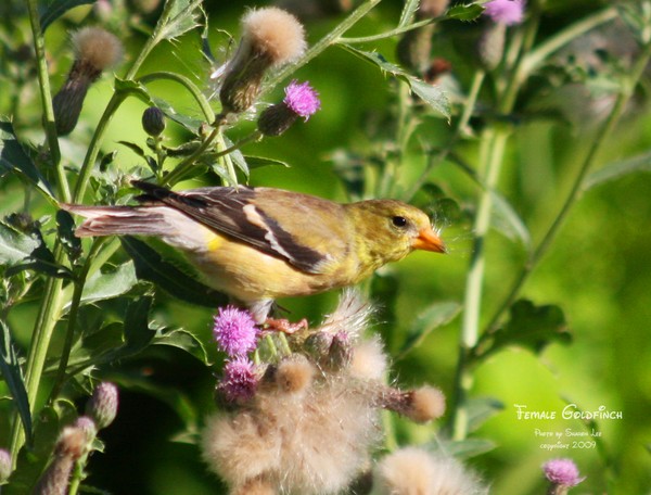 Mrs. Goldfinch having breakfast