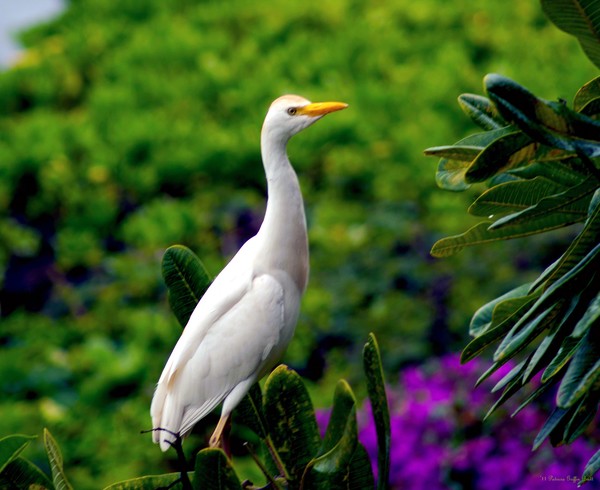 The Egret Outside My Window