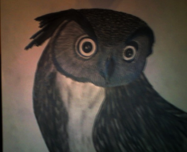 Owl